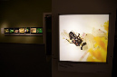 Wasp_exhibition__DSC3480